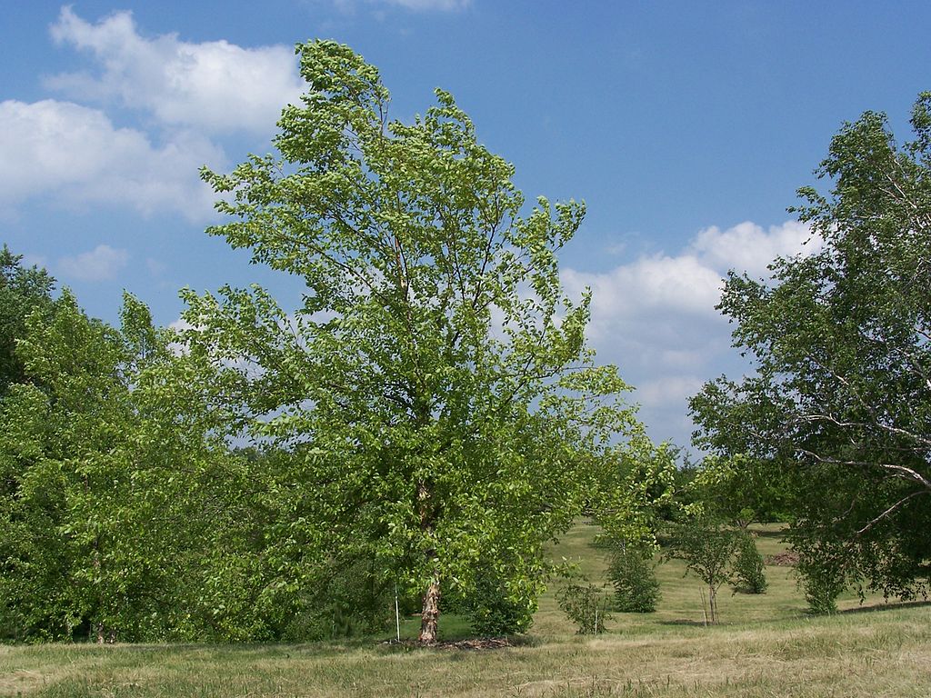 Саженец пушистой березы /Betula pubescens С12/180-200 — цена в  Альметьевске, купить в интернет-магазине, характеристики и отзывы, фото