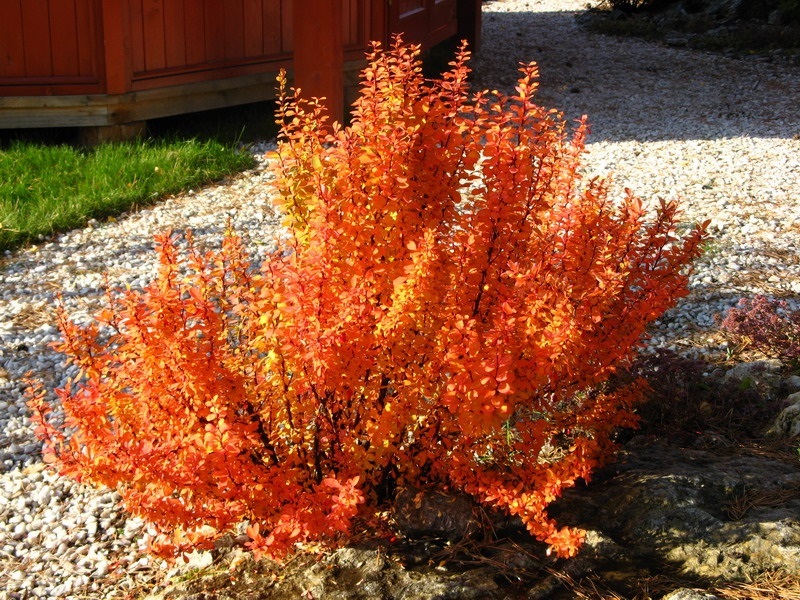 Саженец барбариса тунберга 'Оранж Айс'/Berberis thunbergii 'Orange Ice'/C 2 — цена в Альметьевске, купить в интернет-магазине, характеристики и отзывы, фото